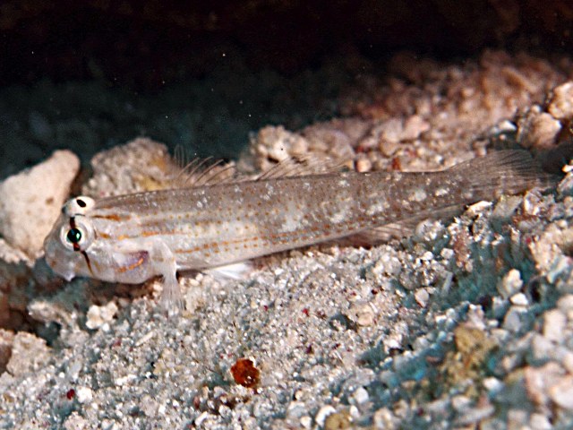 Gnatholepsis Anjerensis
